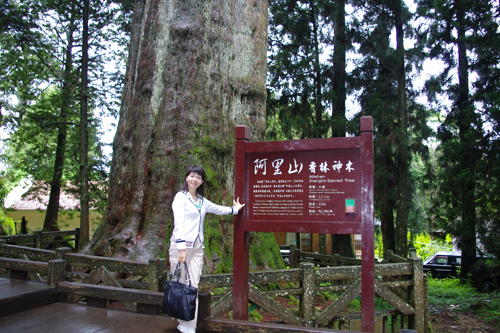 阿里山神木